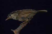 藏品(頭烏線)的圖片